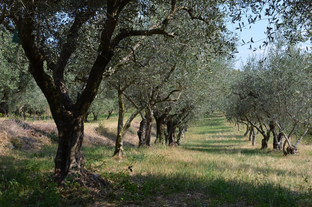 Agriturismo Bosco Magico เวโรนา ภายนอก รูปภาพ